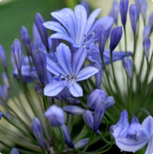 Agapanthus africanus