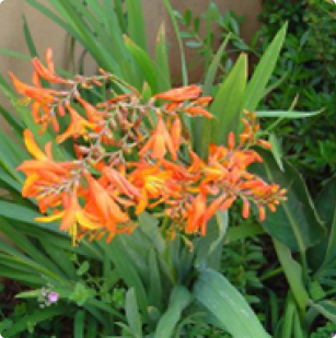Crocosmia aurea