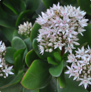 Crassula ovata