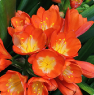 Clivia miniata