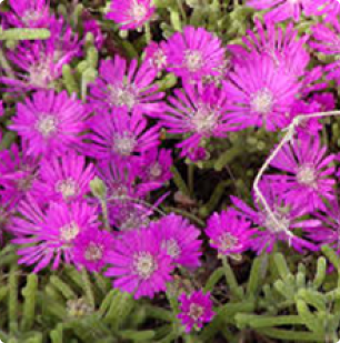 Drosanthemum speciosum