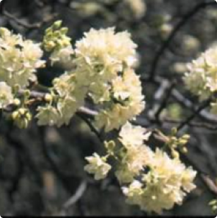 Dombeya rotundifolia