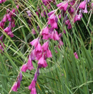 Dierama pendula