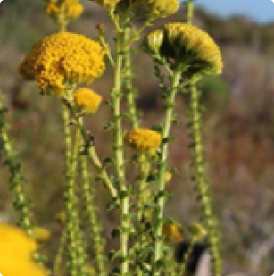 Athenasia dentata