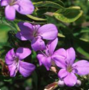 Barleria obtuse