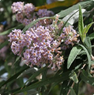 Buddleja salviifolia