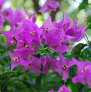 Bougainvillea