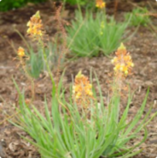 Bulbine frutescens