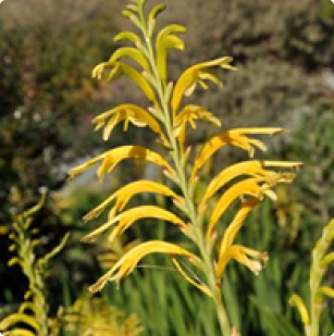 Chasmanthe floribunda
