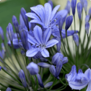 Agapanthus africanus