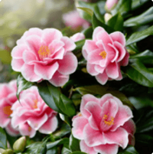 Camellia sasanqua