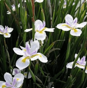 Dietes grandiflora