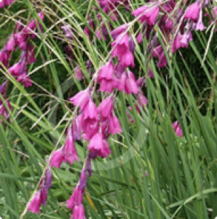 Dierama pendula
