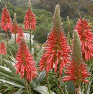 Aloe arborescens