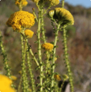 Athenasia dentata