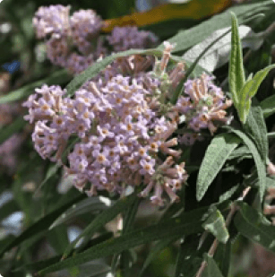 Buddleja salviifolia