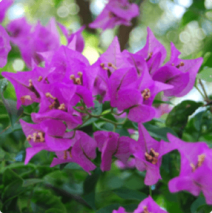 Bougainvillea