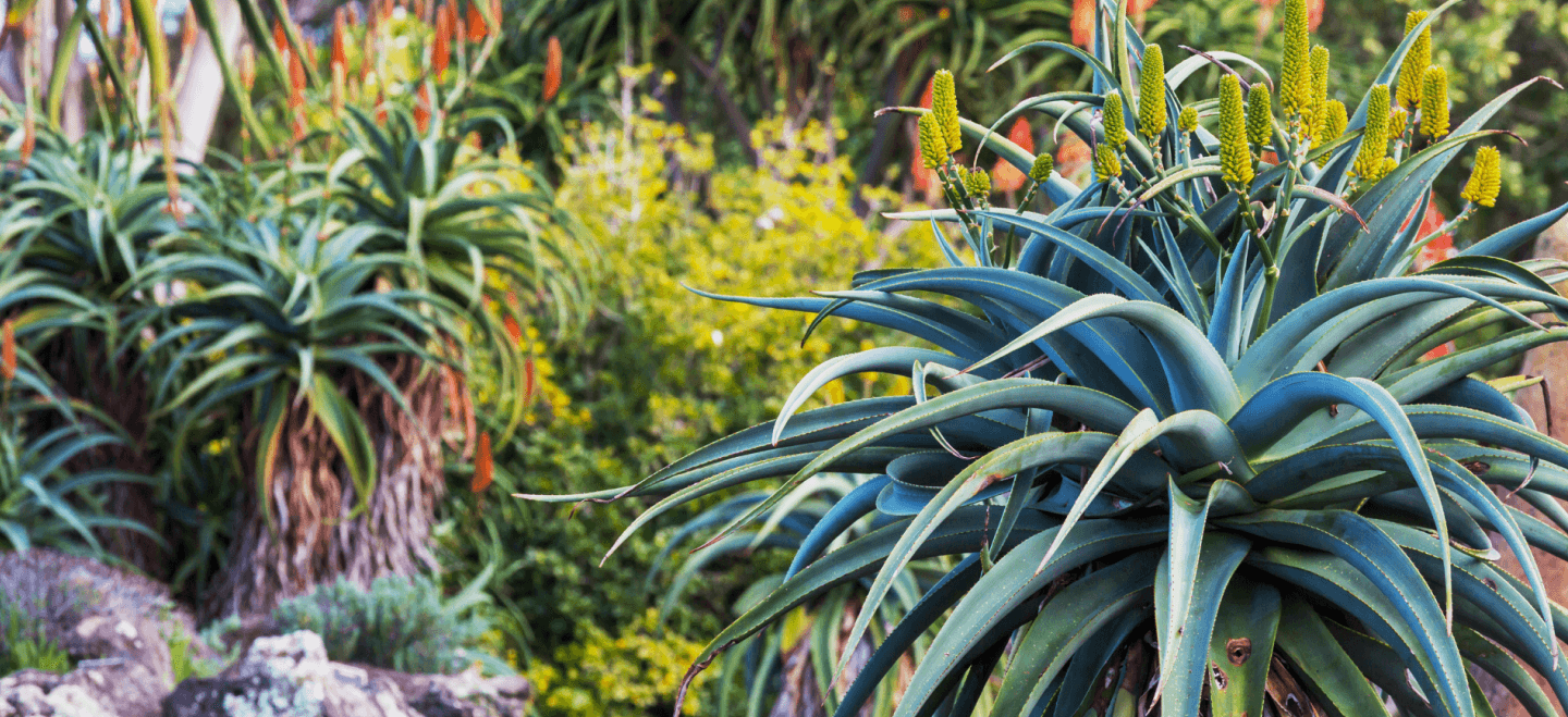 Bushveld Garden