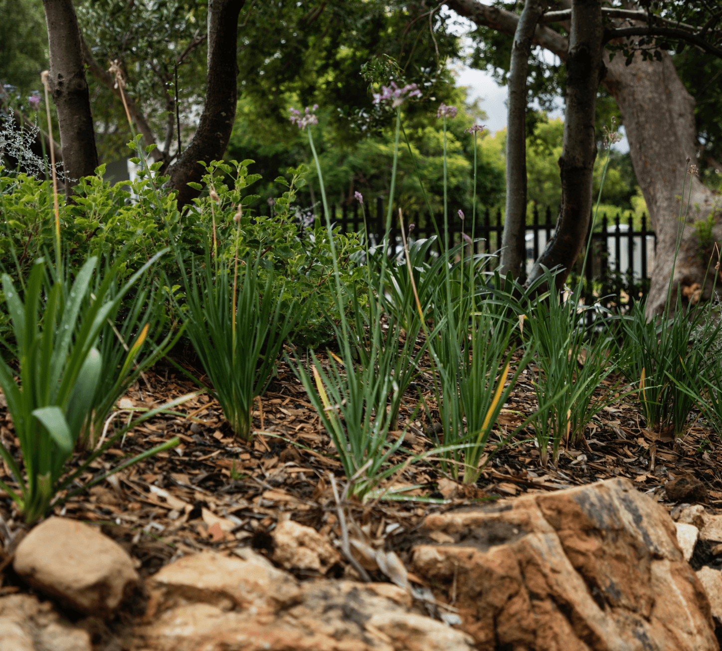 Soft Landscaping