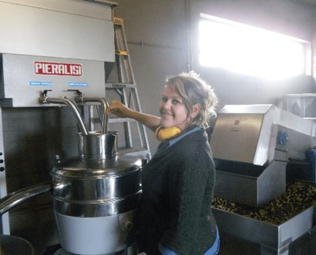 Olive harvesting2.png