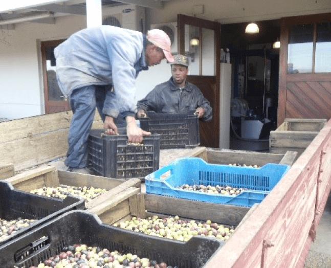 Olive harvesting view 1