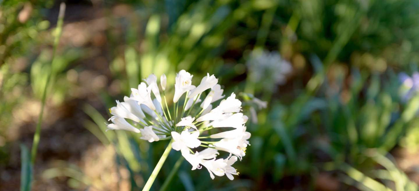 Mediterranean Garden