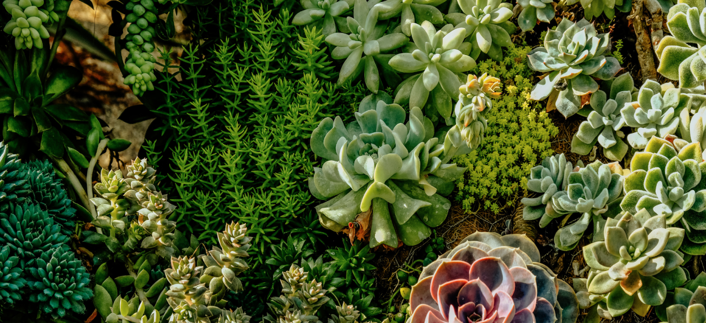 Mediterranean Garden